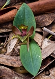 Chiloglottis valida Common Bird orchid1